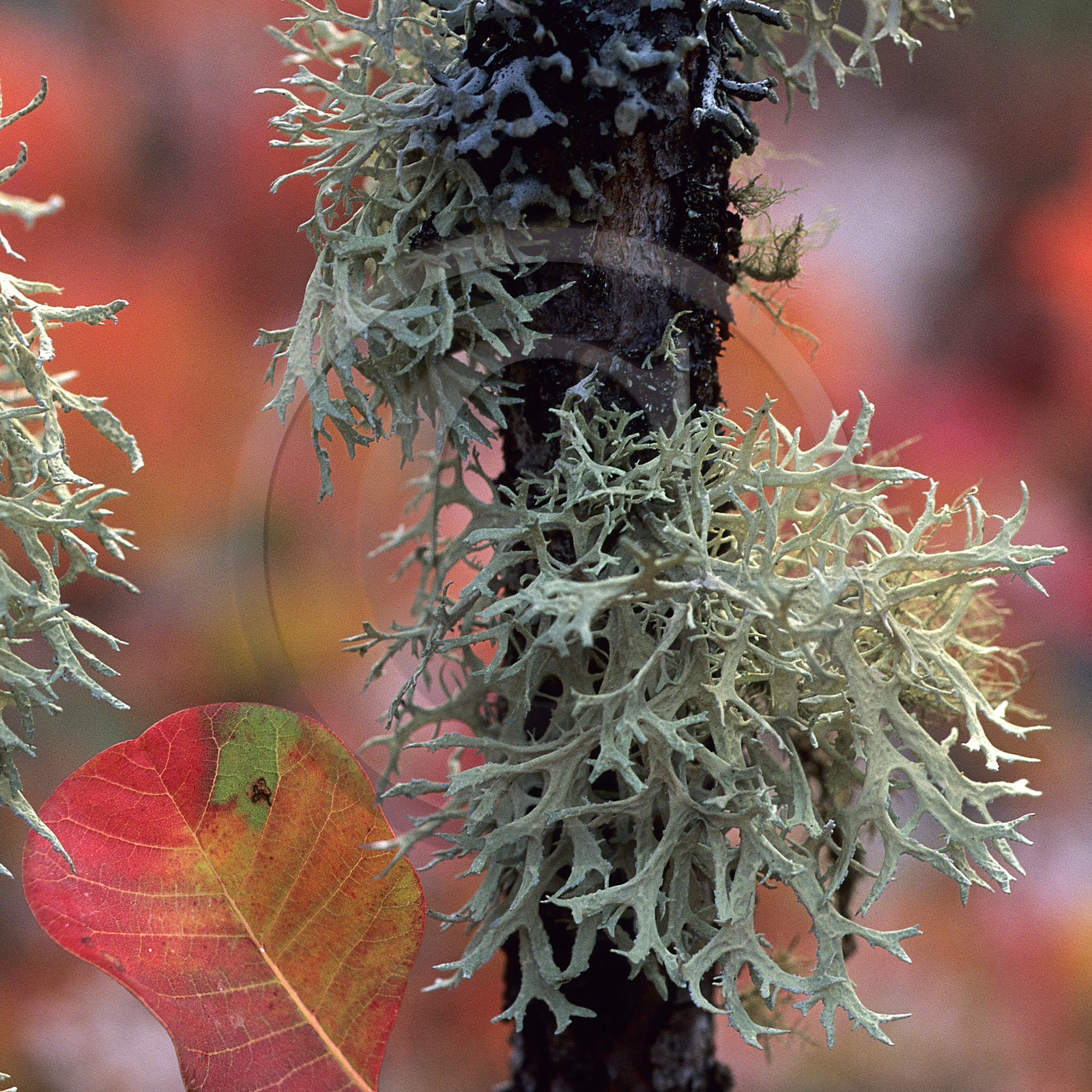 Sumac et lichen