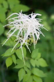 Barbe de bouc, Aruncus dioicus