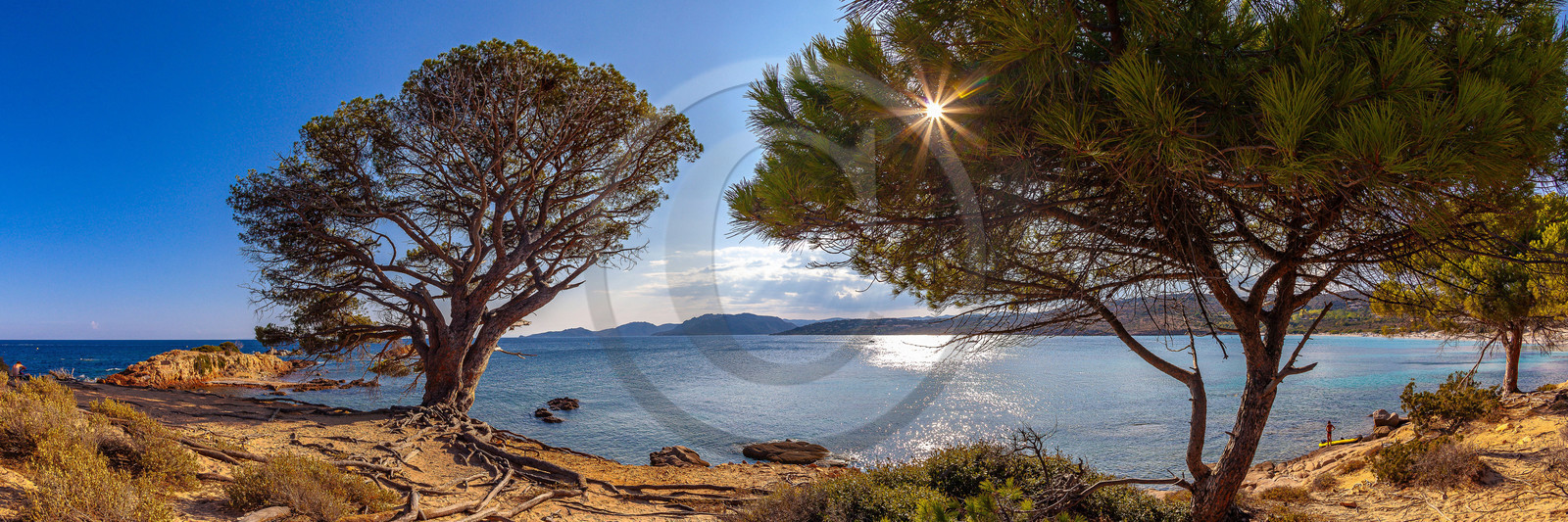 Porto-Vecchio, Palombaggia, pin parasol