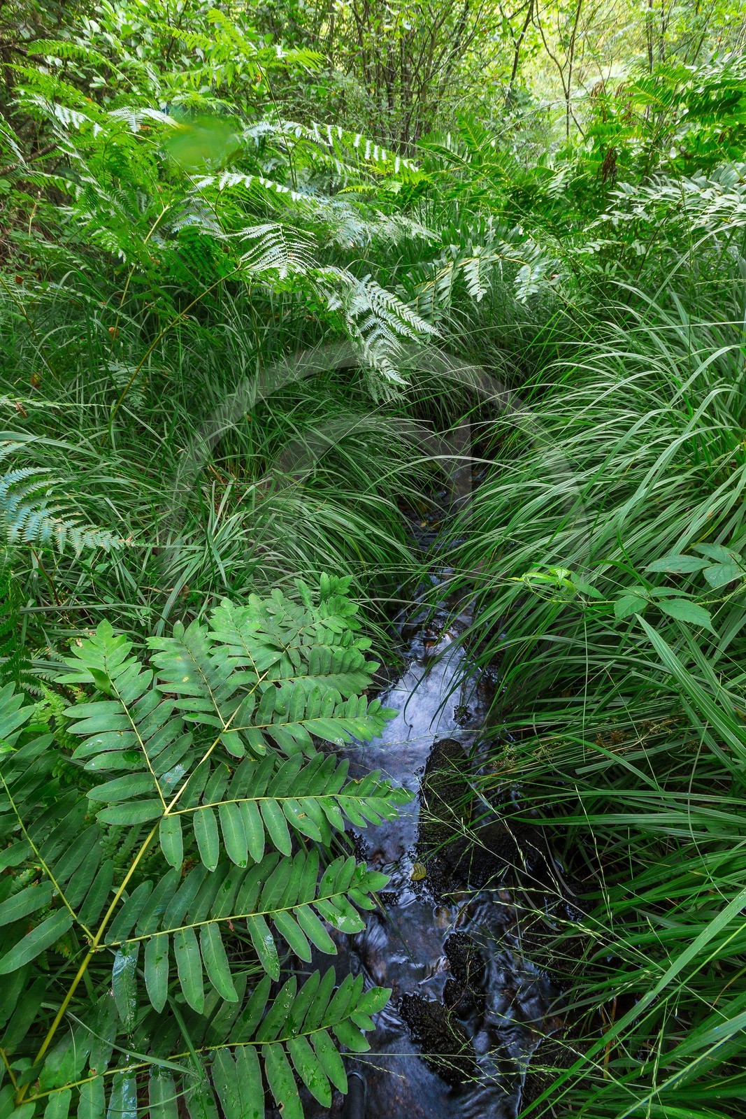 ENS de l'Isère, Tourbière des Planchettes, Osmonde royale (Osmunda regalis)