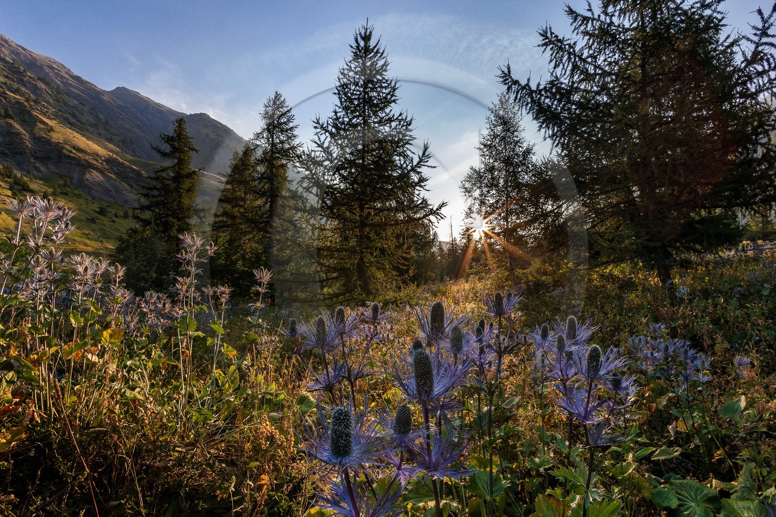 Chardon Bleu, Panicaut des Alpes, Eryngium alpinum
