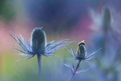 Chardon Bleu, Panicaut des Alpes, Eryngium alpinum