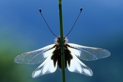 papillon, ascalaphe, Ascalaphidae