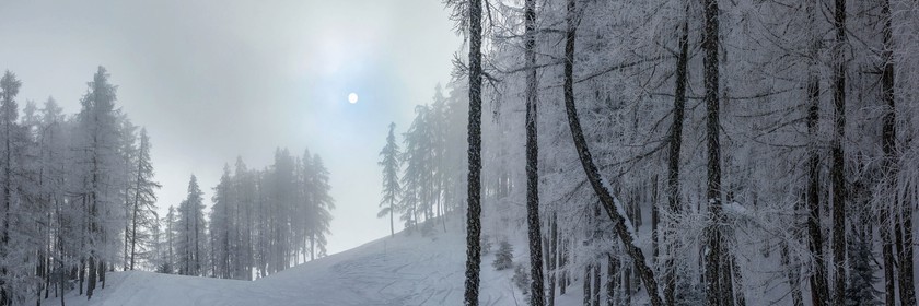 Forêt de mélèzes