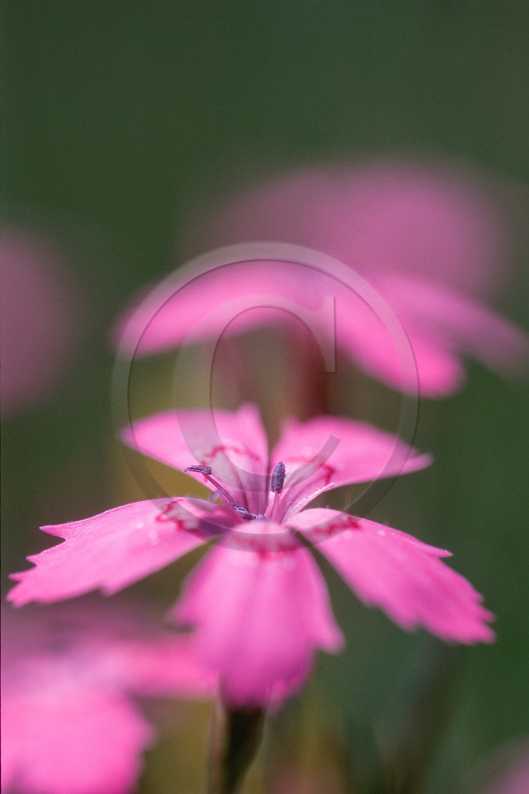 Oeillet deltoide, Dianthus deltoides