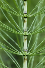 Prêle des champs, Equisetum arvense