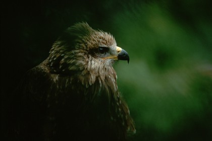 oiseau, Aigle Royal, Aquila chrysaetos