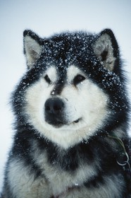 Chiens d'attelage