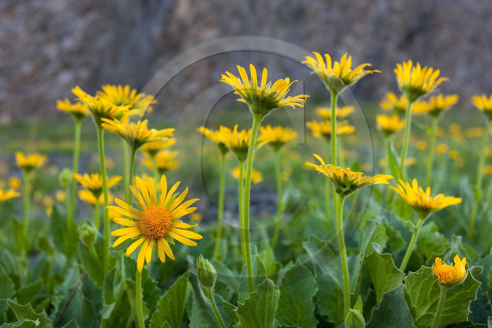 Doronic à grandes fleurs, Doronicum grandiflorum
