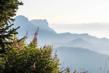 ENS de l'Isère, Plateau de la Molière et du Sornin, vue sur la Chartreuse