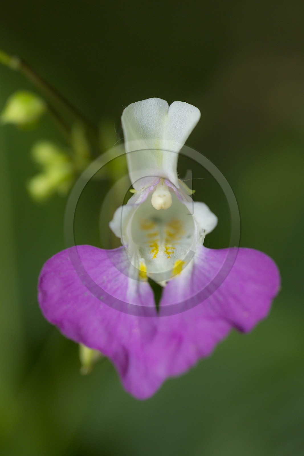 ENS de l'Isère, Zone humide de la Merlière