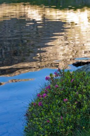 Rhododendron ferrugineux au Lac de Cebeyras (Laurier-rose des Alpes)