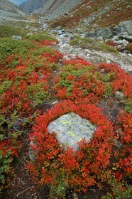 Myrtille, Vaccinium myrtillus