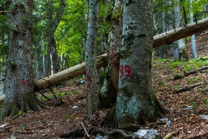 Bois du Chapitre, forêt domaniale de Gap-Chaudun