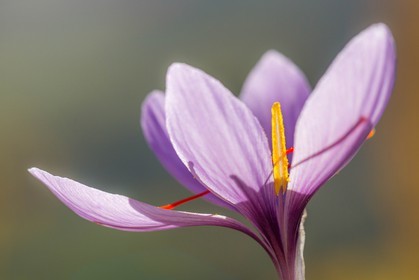safran, le crocus sativus