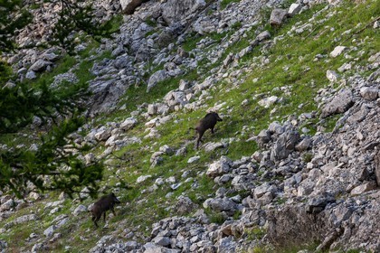 Bois du Chapitre, sanglier