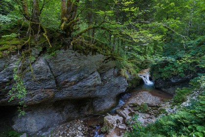 ENS de l'Isère, Les Ecouges, rivière La Drevenne
