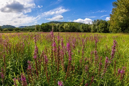 ENS de l'Isère, Boucle des Moïles