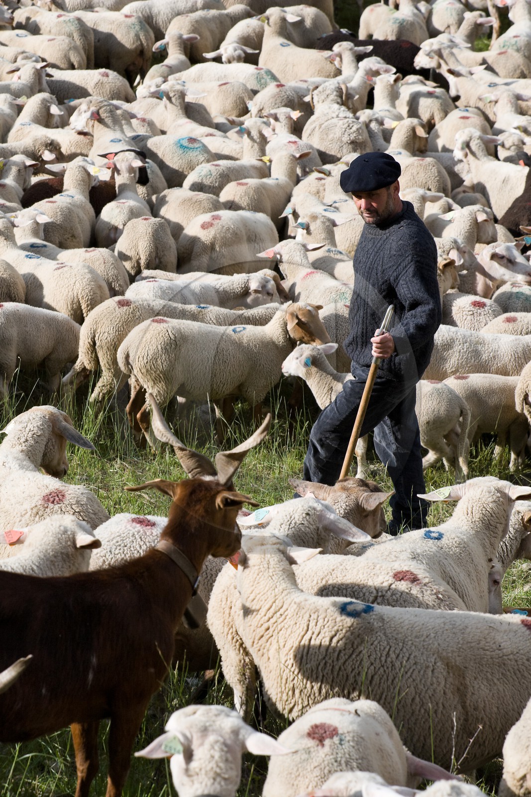 Pierre Barban, berger