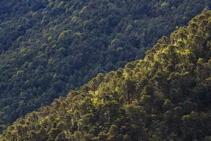 Sigale, forêt domaniale du Cheiron