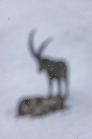 Pralognan-la-Vanoise, bouquetin en bronze