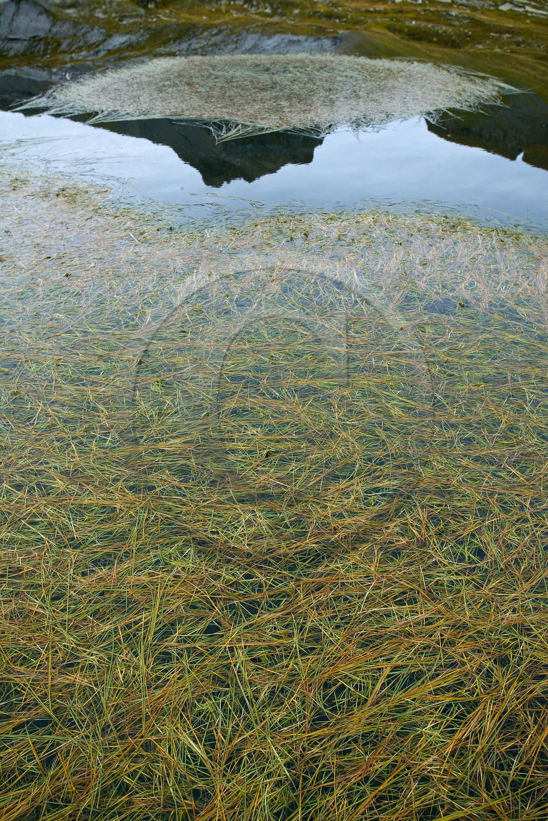 Lacs du Désert de Platé, Potamogeton pusillus