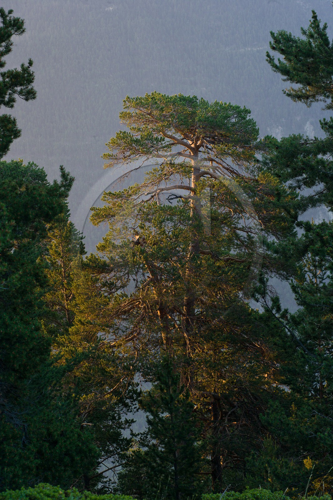 Forêt de pins à crochets