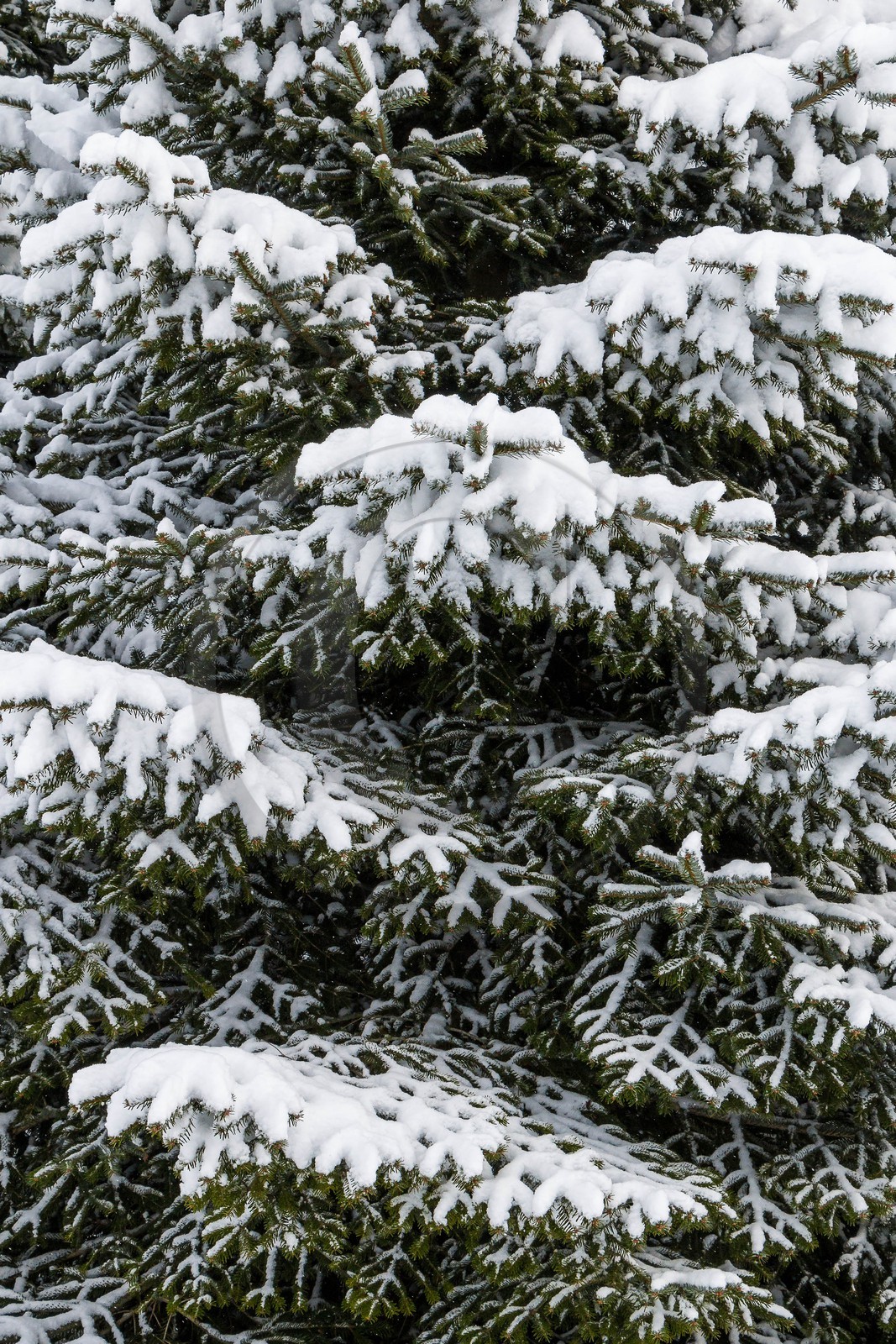 Pépinière Robin, producteur de sapin de Noël