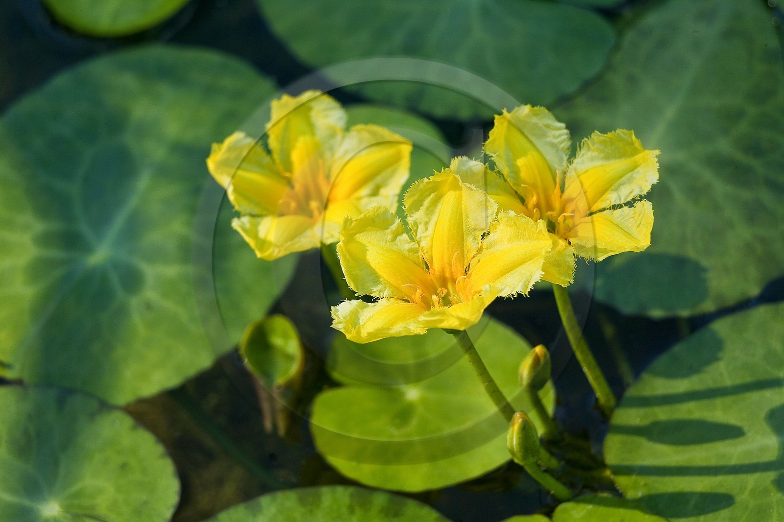 Nénuphar Jaune,  Nuphar lutea
