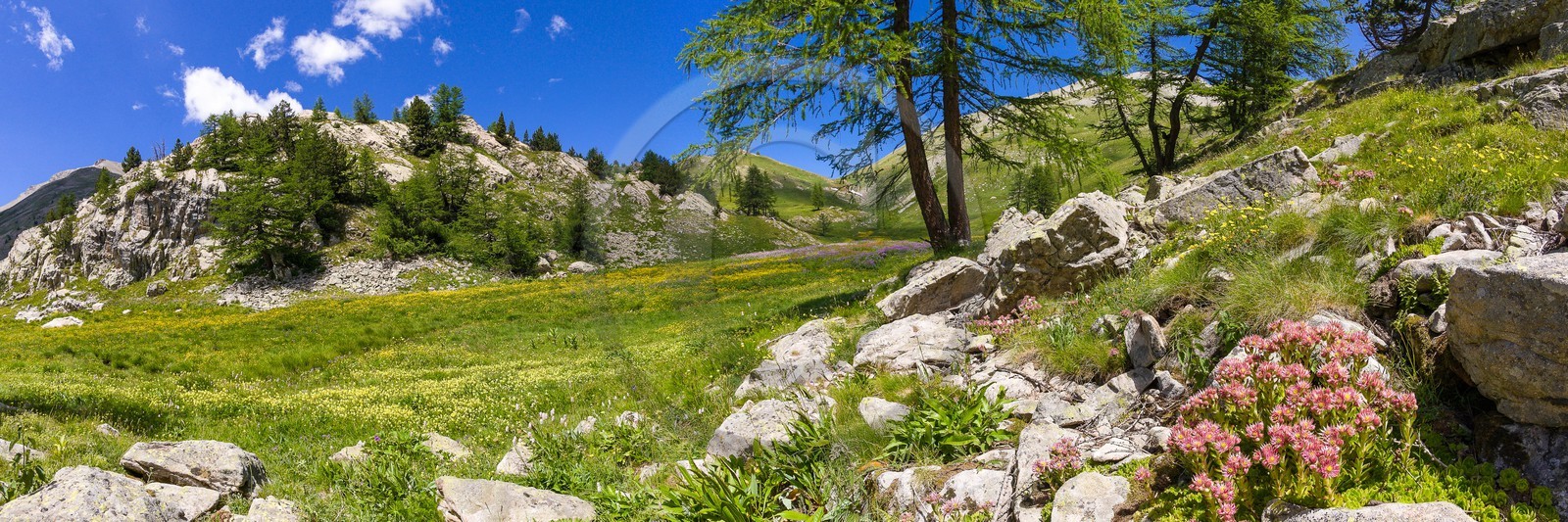 Joubarbe de montagne, Sempervivum montanum