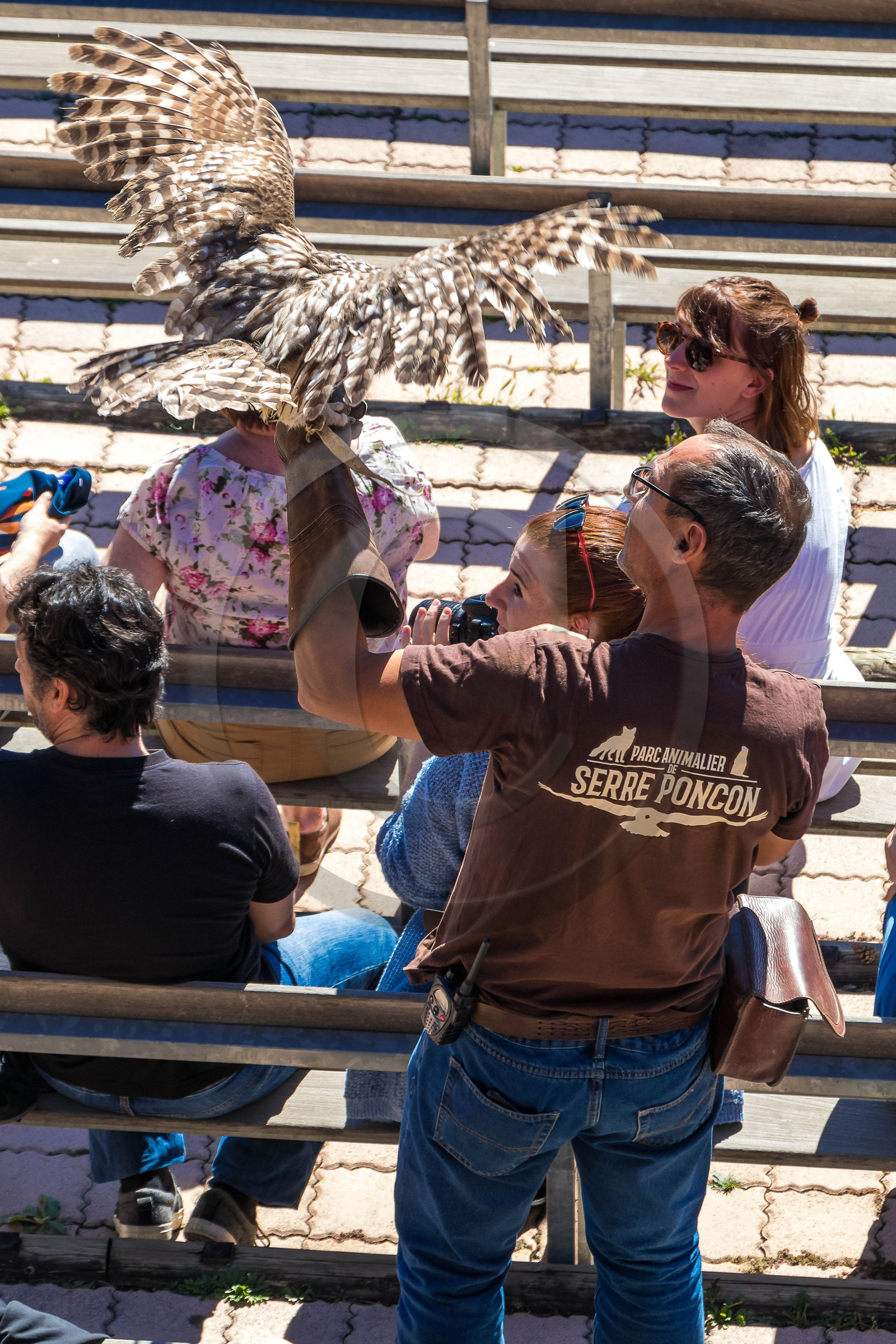 Parc animalier de Serre-Ponçon, Chouette effraie (Tyto alba)