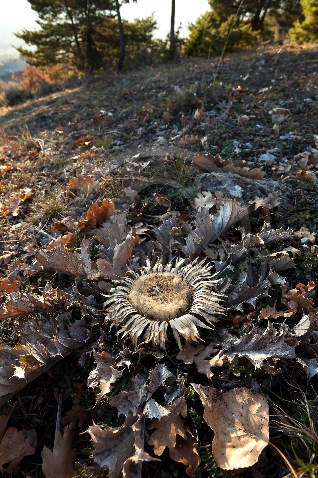 Carline à feuilles d'acanthe, Carlina acanthifolia