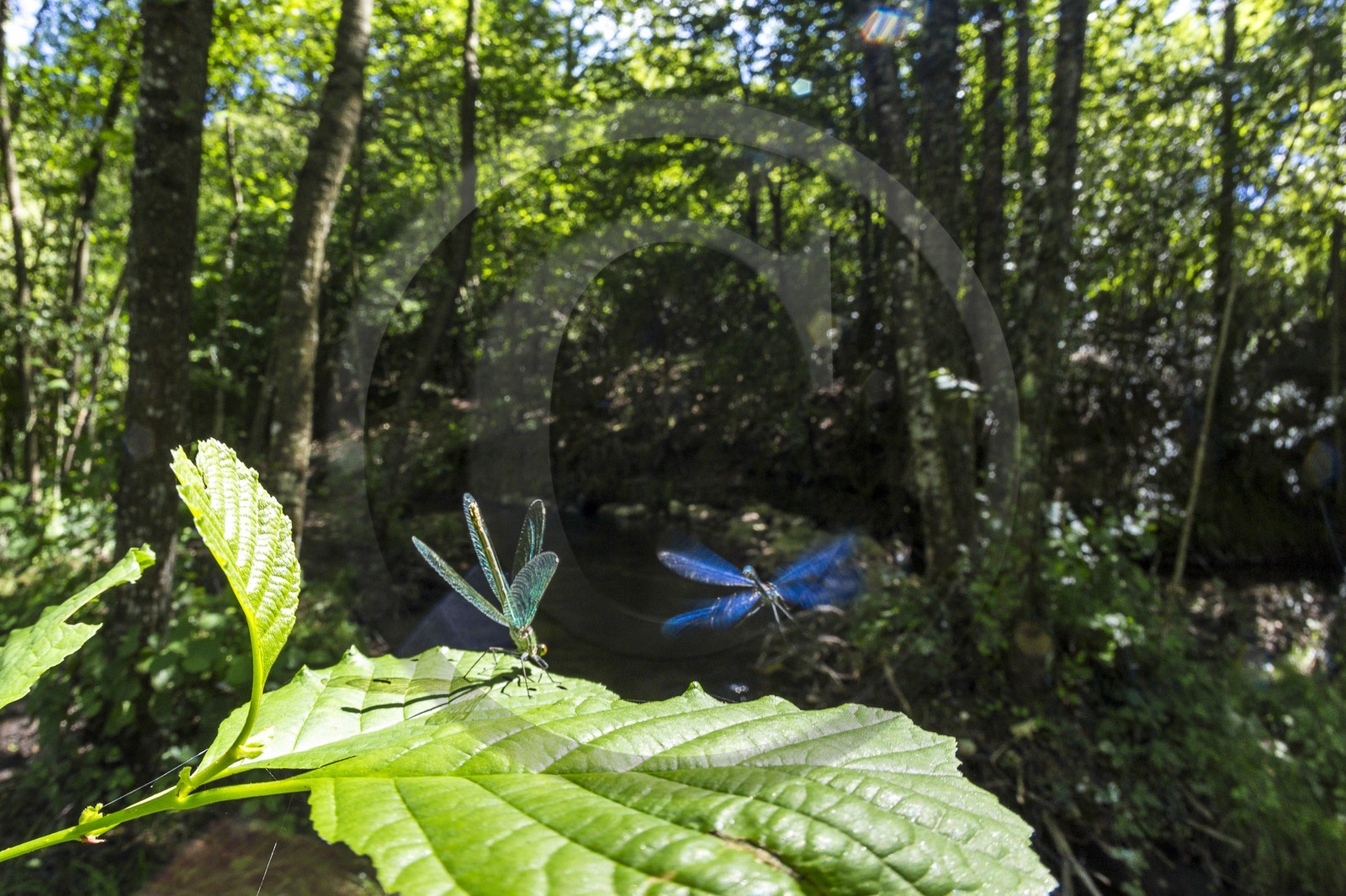 ENS de l'Isère, étang de Cote Manin
