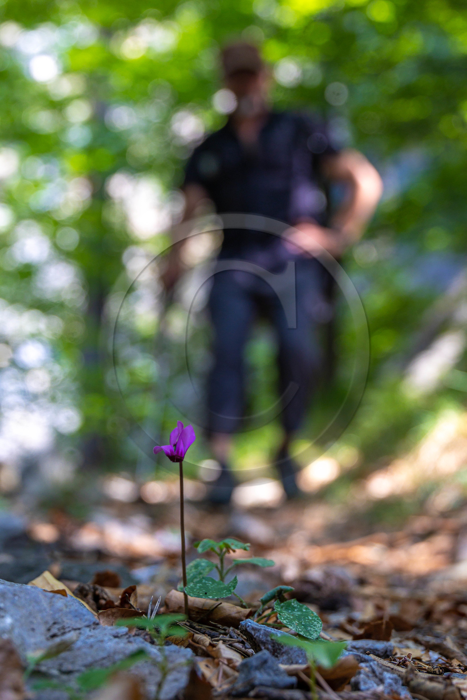 Camoglieres, sentier des cyclamens