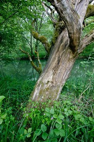 Réserve naturelle du Bout du Lac d'Annecy, rivière l'Eau Morte