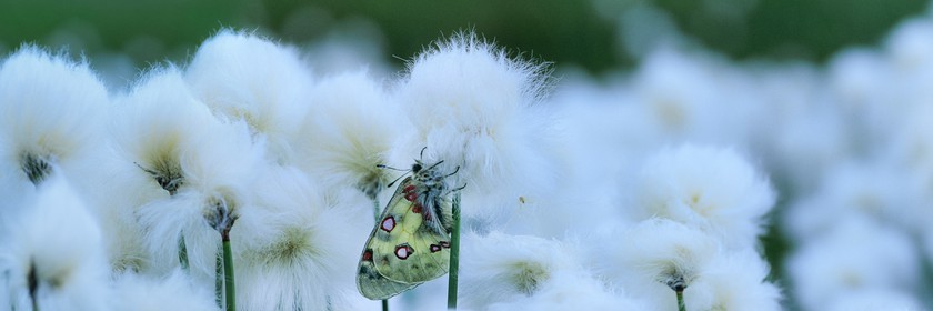 papillon, apollon, parnassius apollo