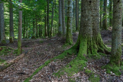 ENS de l'Isère,Tourbières du Peuil