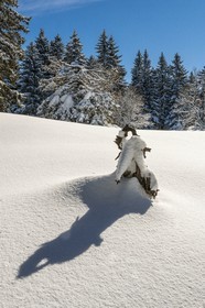 ENS de l'Isère, Plateau de la Molière et du Sornin