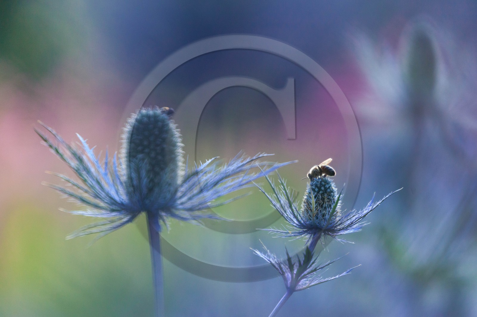 Chardon Bleu, Panicaut des Alpes, Eryngium alpinum