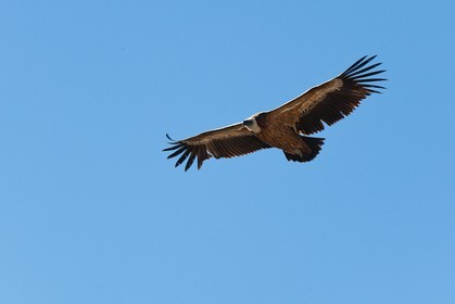 Vautour fauve, Gyps fulvus