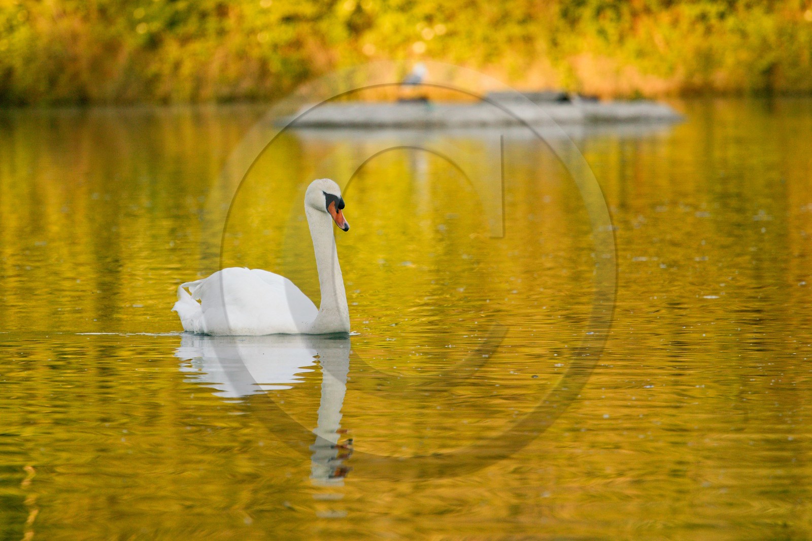 Cygne tuberculé, Réserve naturelle du delta de la Dranse