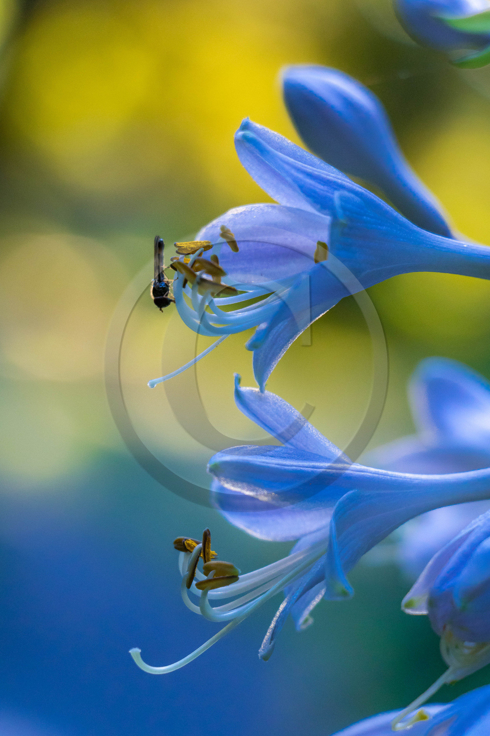 Les jardins de l'eau du Pré Curieux