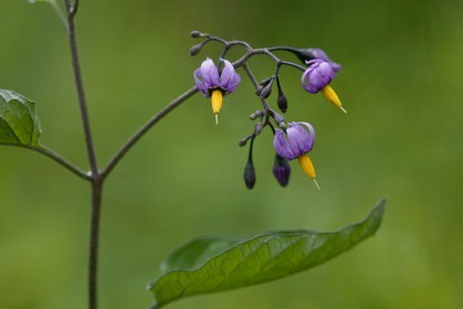 Morelle douce amère, Solanum dulcamara