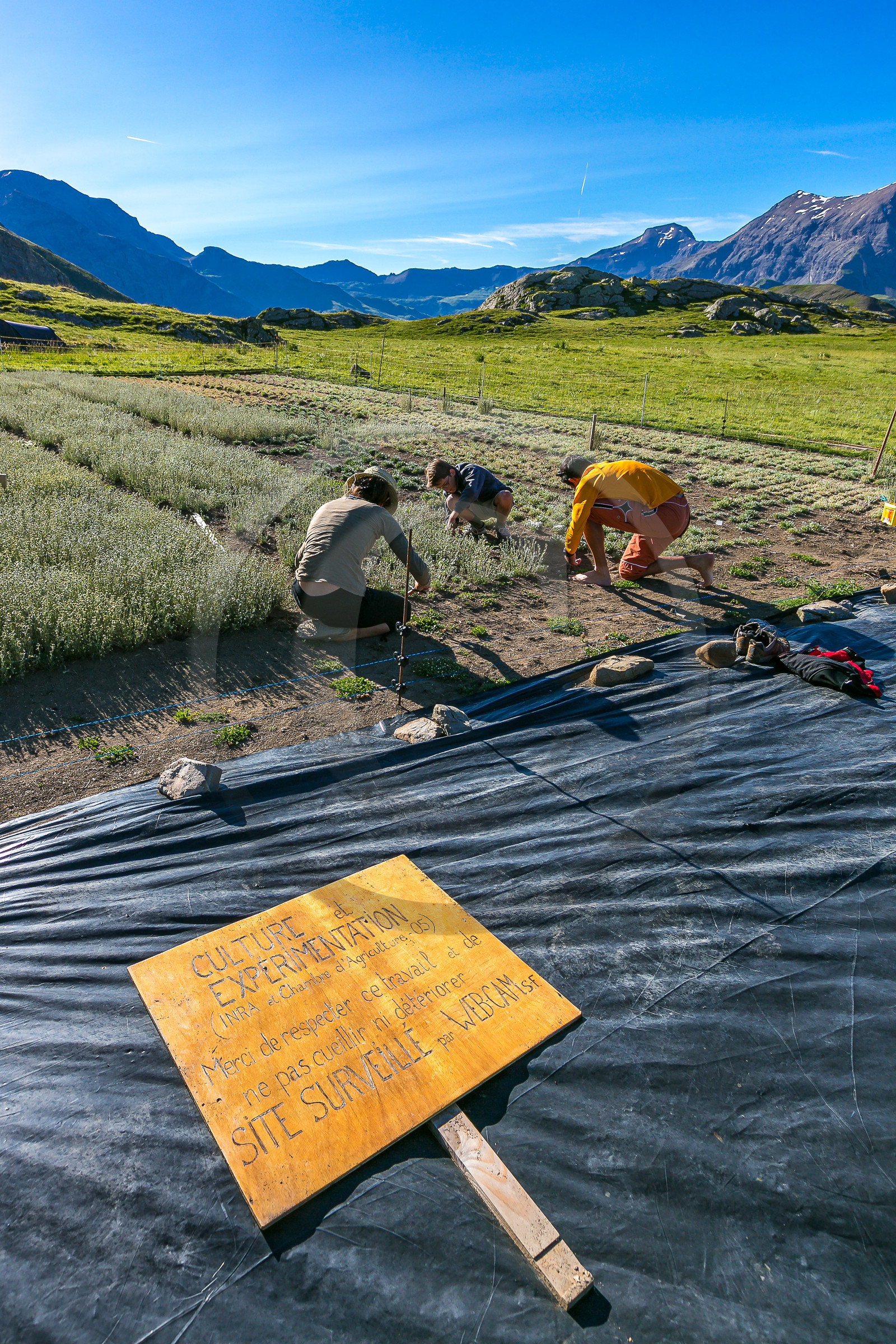 Bruno Gonnon, cultivateur de génépi bio