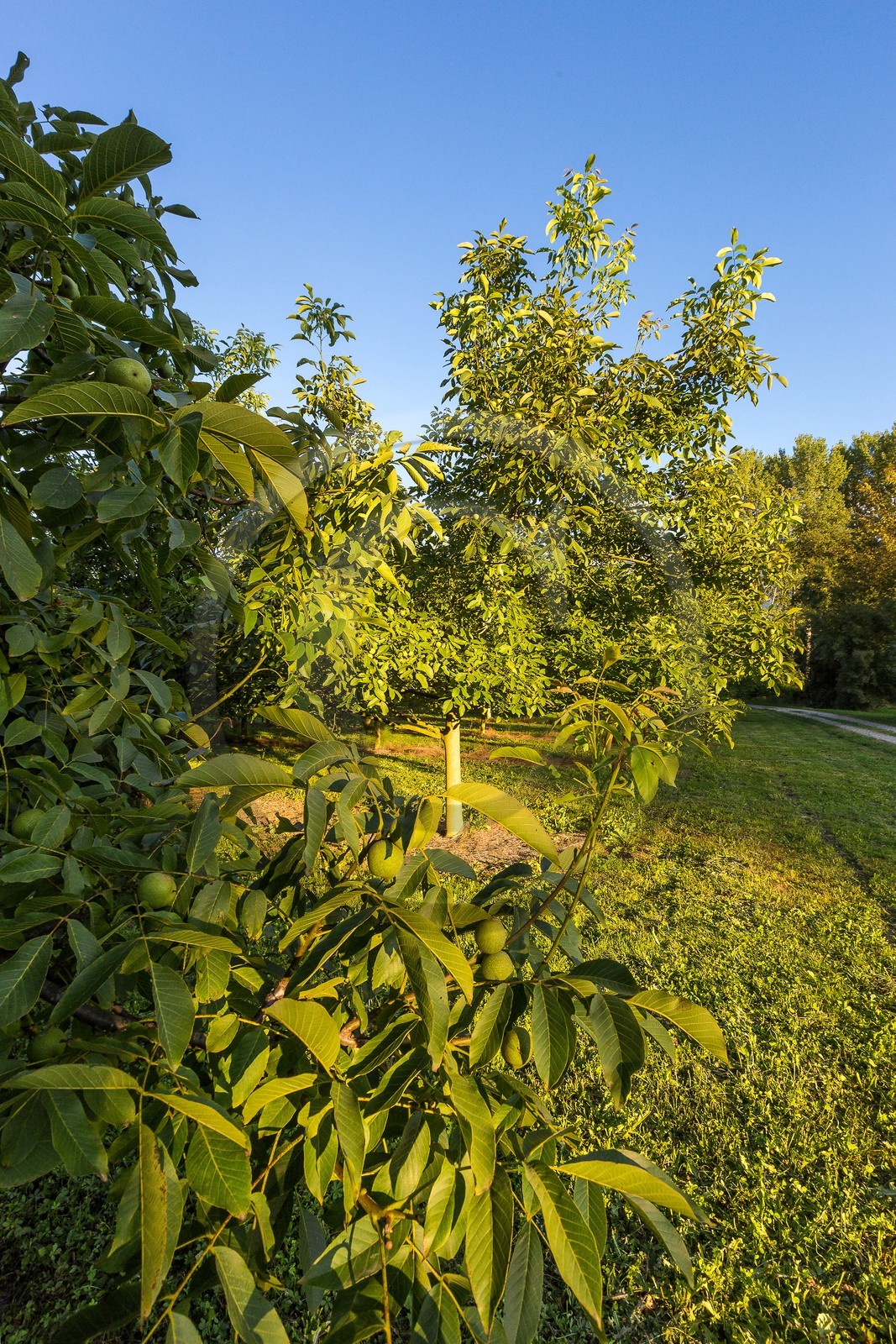 ENS de l'Isère, Boucle des Moïles
