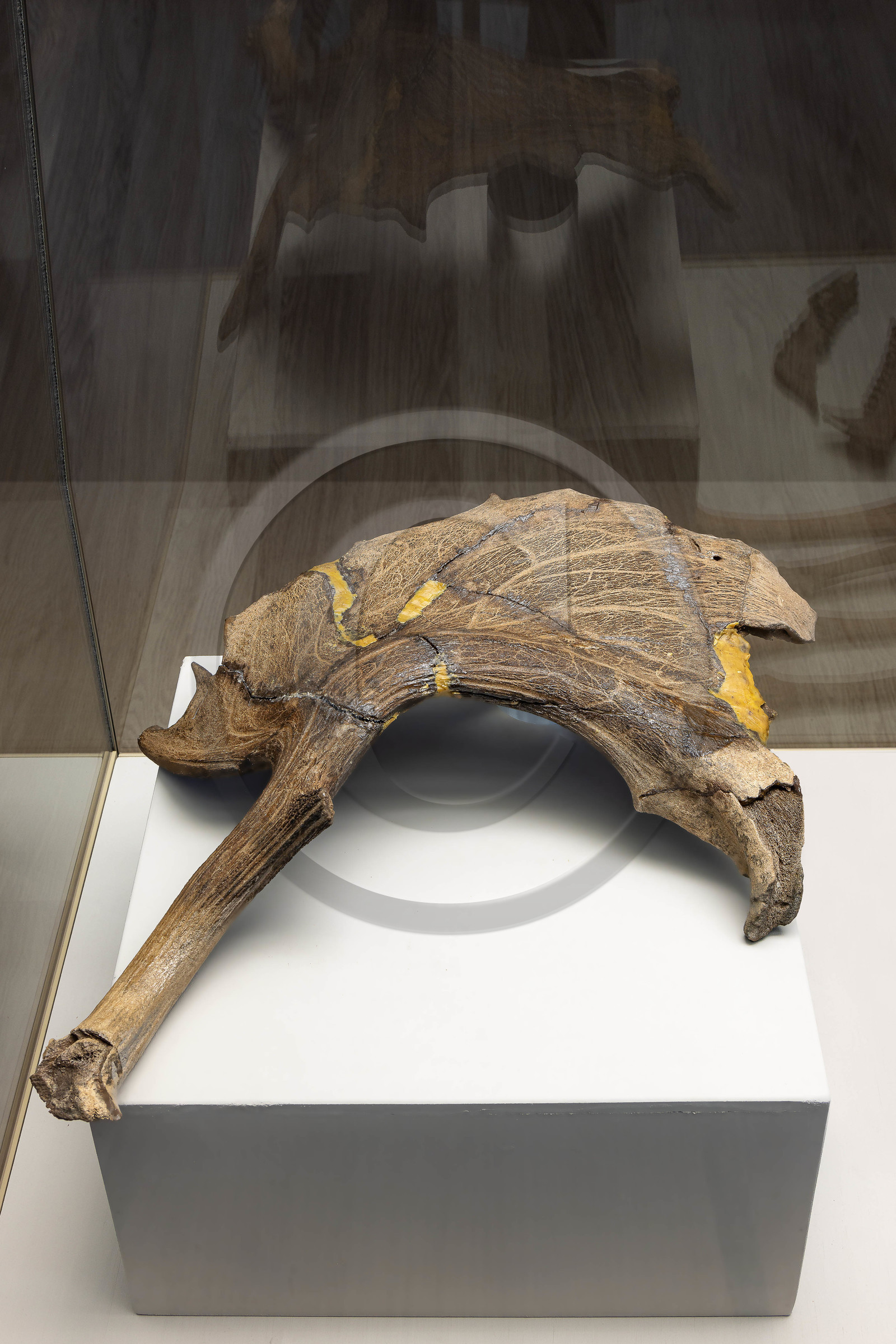 Gap, Musée Muséum départemental des Hautes-Alpes, ossement  de cervidé