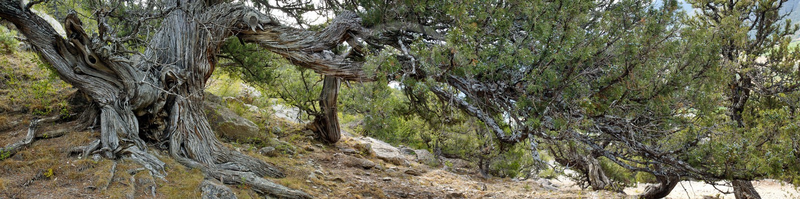 Thurifaie de St Crépin