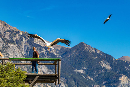 Parc animalier de Serre-Ponçon, vautour fauve, Gyps fulvus
