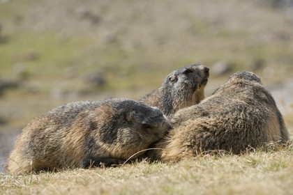 Marmotte des Alpes ( Marmota marmota )