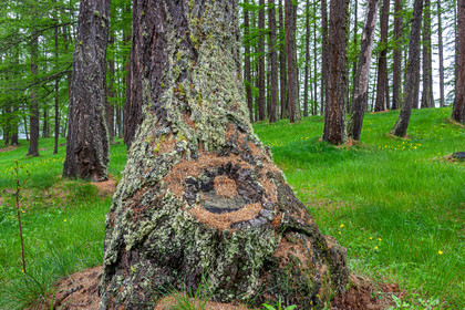 Mélèze d'Europe, Larix decidua